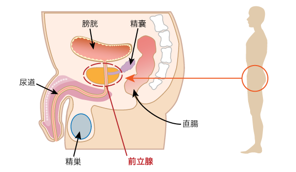 前立腺